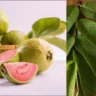 Can We Eat Guava During Cough and Cold in Hindi